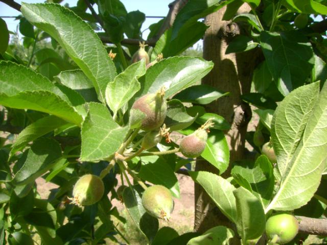 jabuka-razvoj ploda