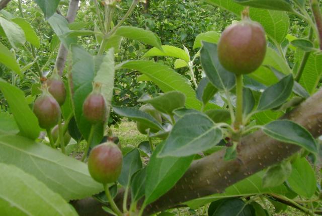 plod jabuke precnika do 25 mm
