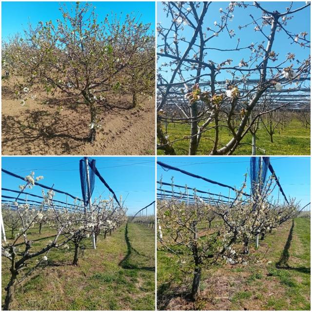 faze cvetanja  višnje, trešnje i šljive