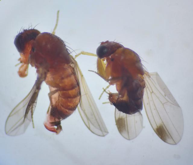 ženka i mužjak azijske voćne mušice