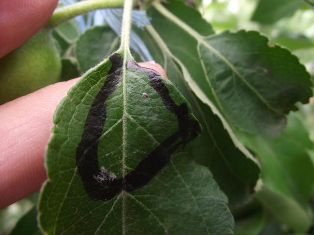 Carpocapsa pomonella -jaje sa crnom glavom(pred piljenje)-punkt Kljajićevo