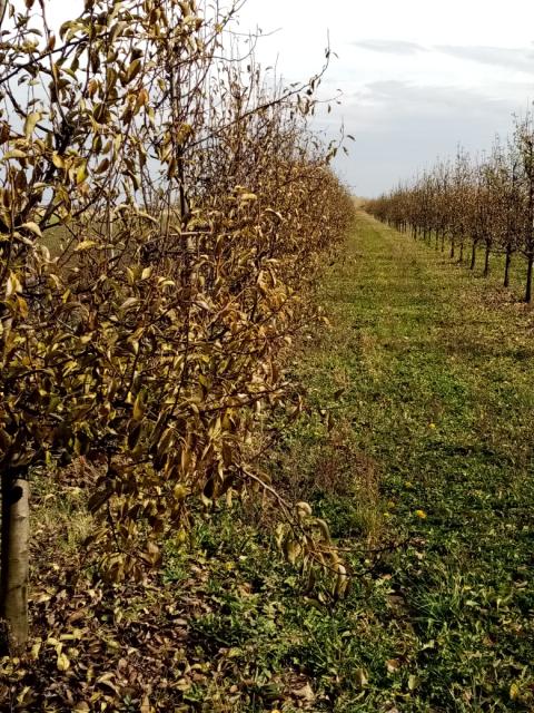 Kruška,pear