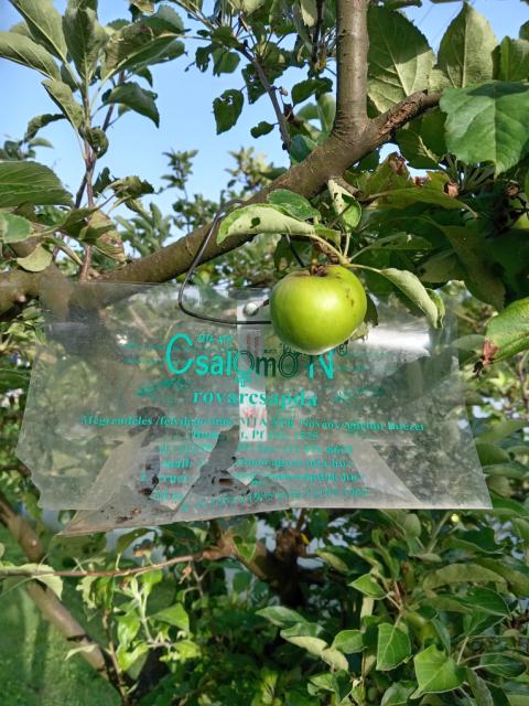 jabuka , razvoj ploda, BBCH 76-77