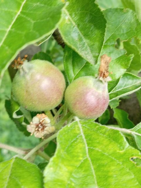 plod jabuke, BBCH 73