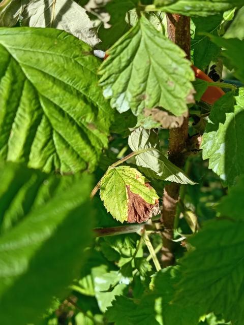 Kestenjasta pegavost izdanaka maline, Didymella applanata