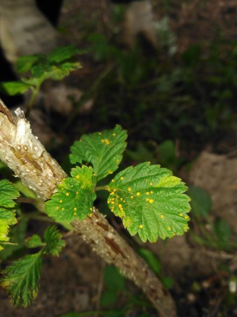 rđa maline, Phragmidium rubi-idaei