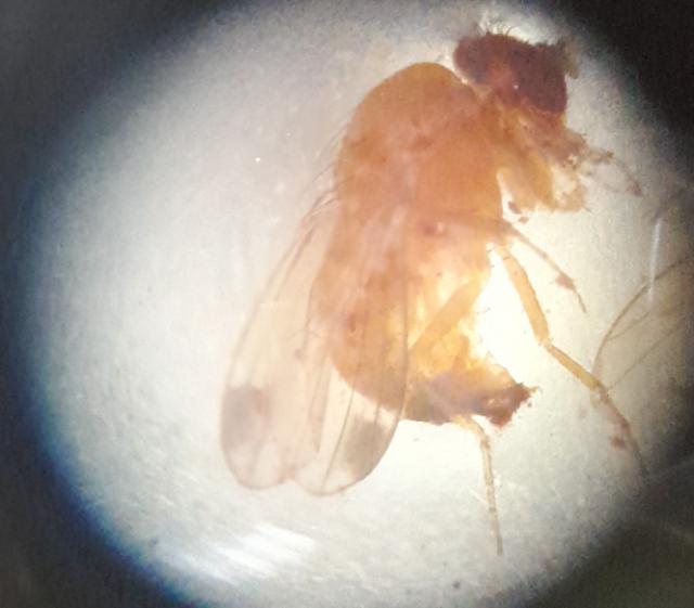 Drosophila suzukii,azijska voćna mušica