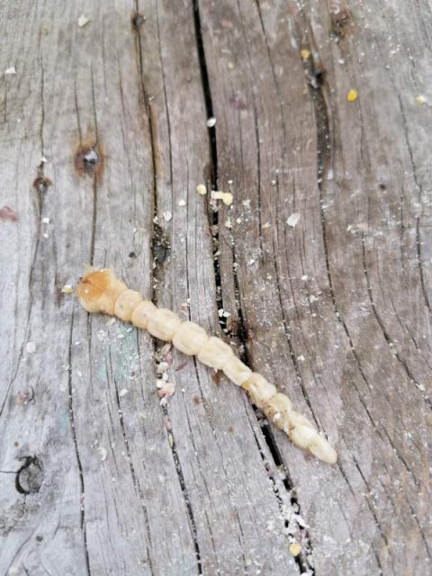 larva žilogriza