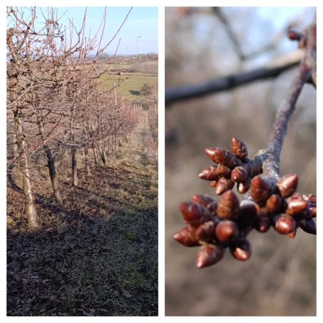 Trešnja faza razvoja