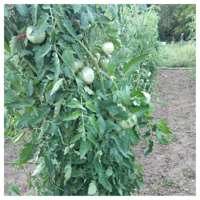 Faza razvoja paradajza