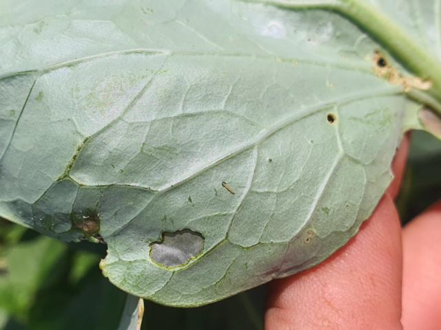 larva kupusovog moljca, (Plutella xylostella)