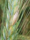 Fusarium graminearum-pšenica