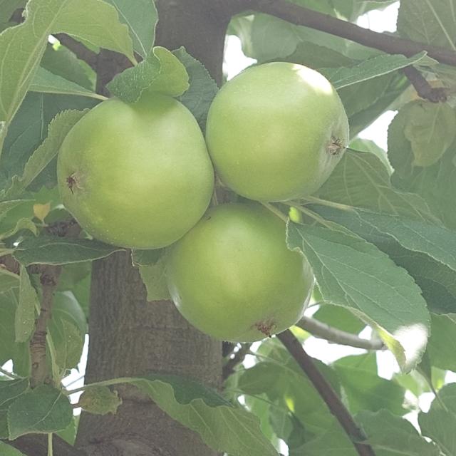 Faza razvoja jabuke Ajdared, lokalitet Lipnica