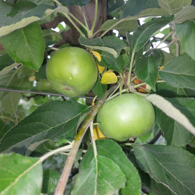 Faza razvoja jabuke, Malus domestica, lokalitet Atenica