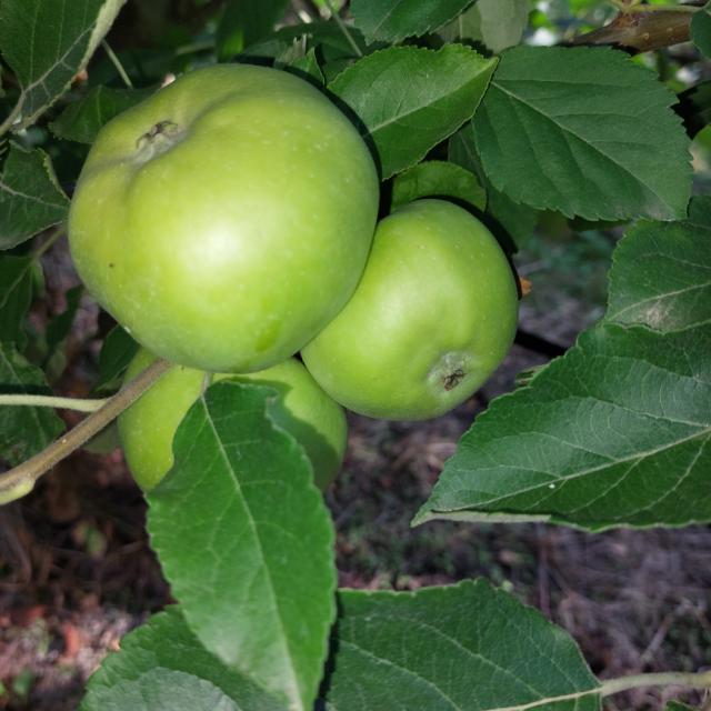 faza razvoja jabuke Ajdared, Malus domestica