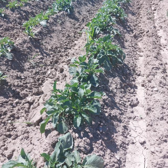 faza razvoja krompira, Solanum tuberosum, lokalitet Zablaće