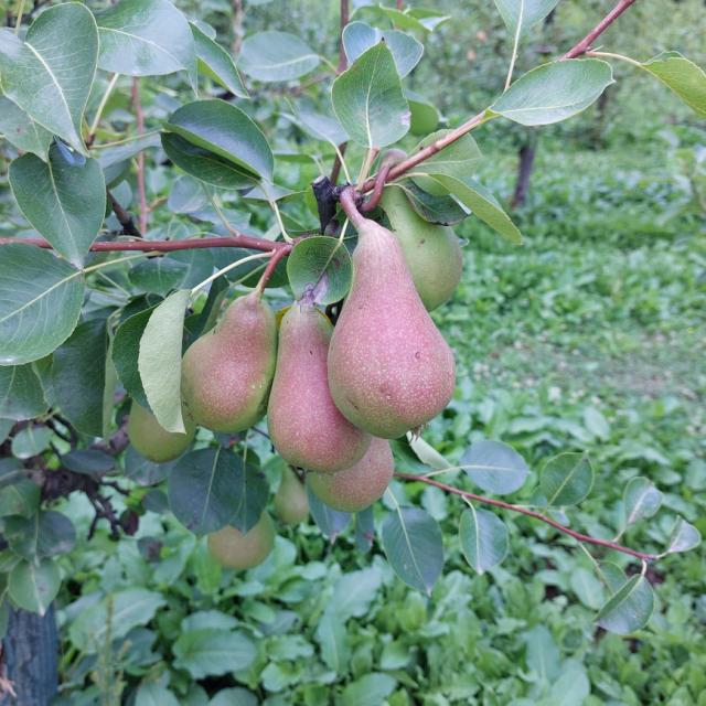 Faza razvoja kruške, Pyrus communis, Lokalitet Lipnica