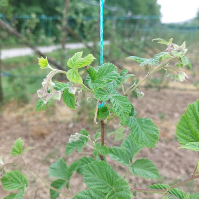 Faza razvoja maline sorte Vilamet, Rubus idaeus, lokalitet Lipnica