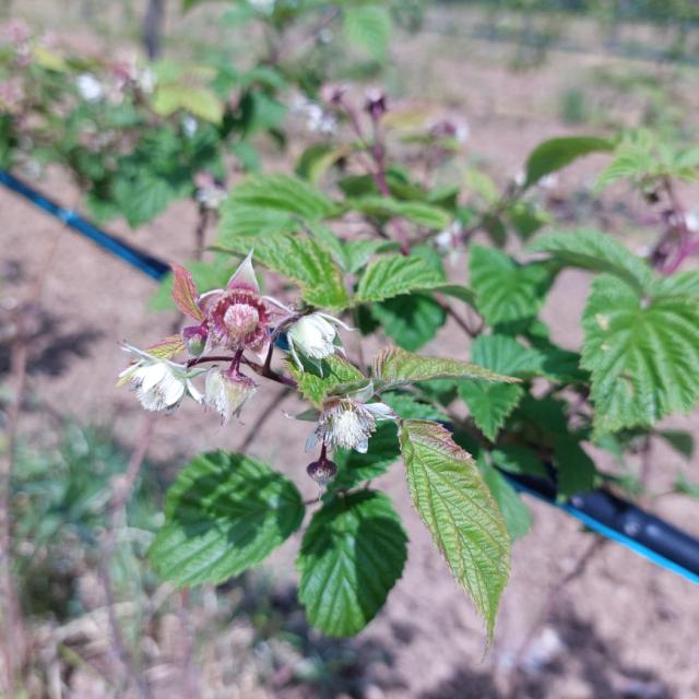 Faza razvoja maline sorte Vilamet, Rubus idaeus