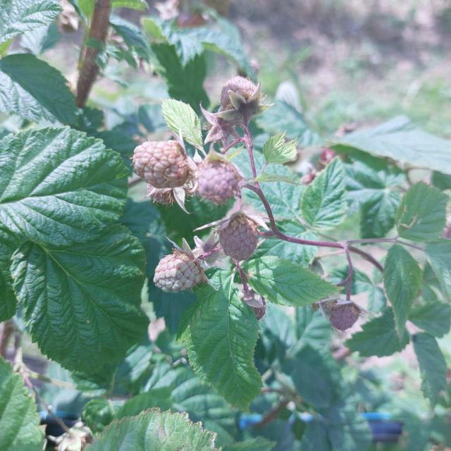 Faza razvoja maline, Rubus Idaeus