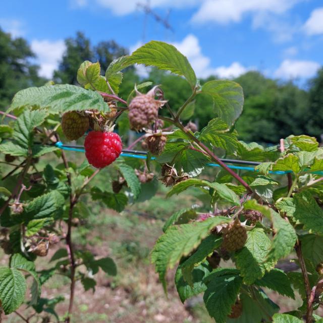 Faza razvoja maline, Rubus idaeus