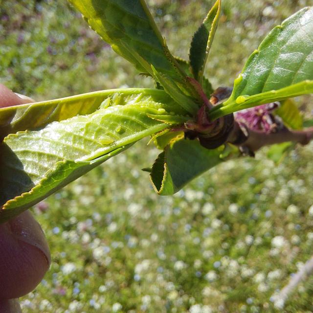 lokalitet Lipnica, biljne vaši na listu nektarine