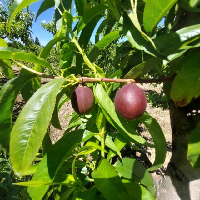 faza razvoja nektarina, Prunus persica