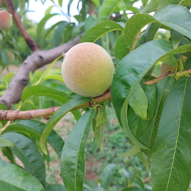 Faza razvoja breskve, Prunus persica