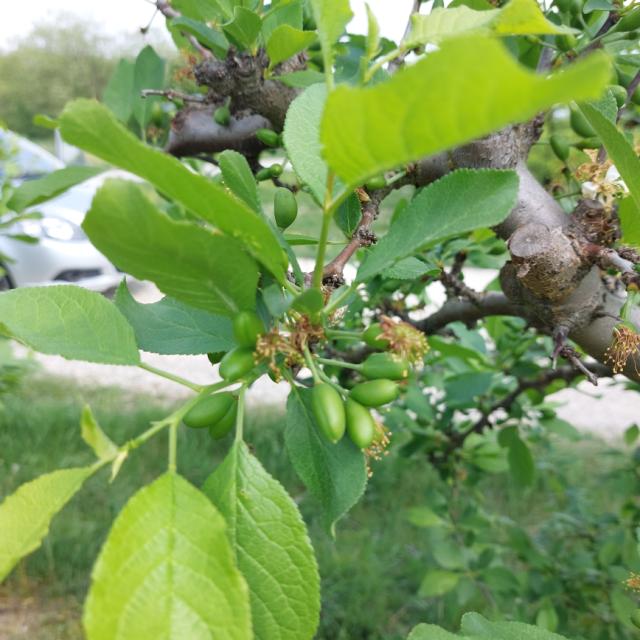 faza razvoja šljive Ča lepotica, Prunus domestica
