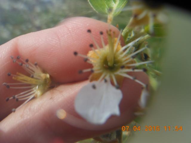 larve kruškine buve u cvetu, lokalitet Trbušani