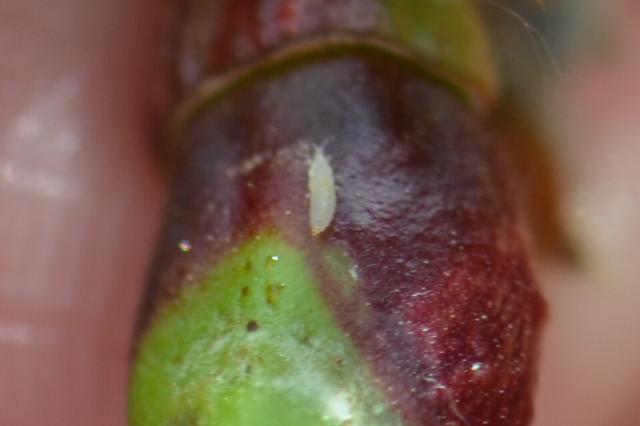 Larva tripsa na plodiću nektarine.